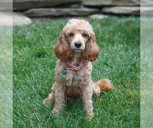 Mother of the Cavapoo puppies born on 04/24/2025