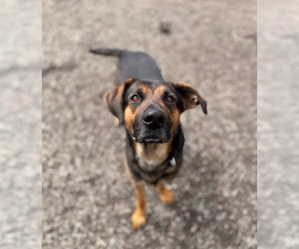 Medium Photo #7 Mutt Puppy For Sale in Elmsford, NY, USA