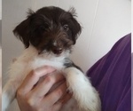 Puppy Reece Jack Russell Terrier-Schnauzer (Miniature) Mix