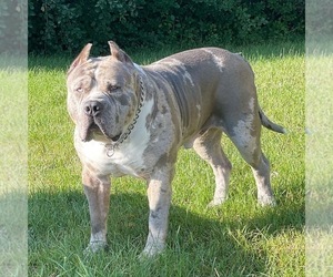 Father of the American Bully puppies born on 12/05/2023