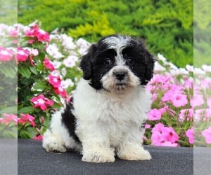 Zuchon Puppy for sale in GORDONVILLE, PA, USA