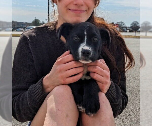 Medium Photo #2 Borador Puppy For Sale in Mt. Laurel, NJ, USA