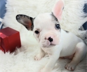 French Bulldog Puppy for sale in CARTHAGE, TX, USA
