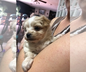 Maltese-Morkie Mix Puppy for sale in CHARLESTON, SC, USA