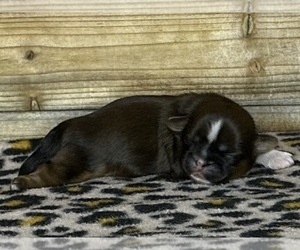 Shih Tzu Puppy for sale in GREELEY, CO, USA