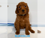 Small #6 Goldendoodle