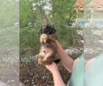 Puppy 4 Shih Apso