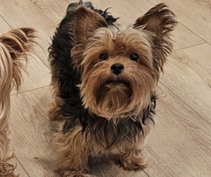 Mother of the Yorkshire Terrier puppies born on 08/07/2026