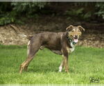 Small #3 Mutt