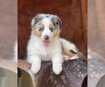 Small Photo #10 Australian Shepherd Puppy For Sale in WESLEY CHAPEL, FL, USA