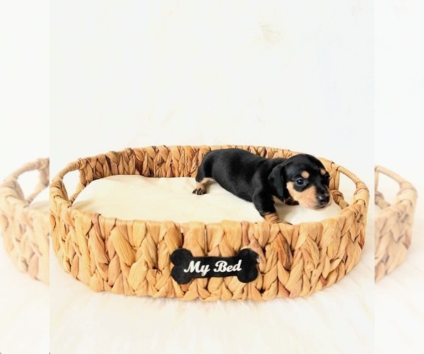 Medium Photo #2 Dachshund Puppy For Sale in DAVIS, CA, USA