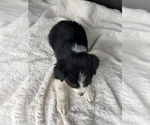 Small Photo #4 Australian Shepherd Puppy For Sale in MERIDIANVILLE, AL, USA