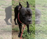 Small American Staffordshire Terrier