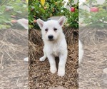 Small #1 German Shepherd Dog