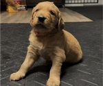 Puppy Orange Golden Irish-Golden Retriever Mix