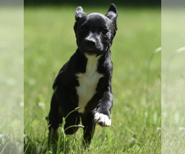 Medium Photo #8 Shepradors Puppy For Sale in Mechanicsburg, PA, USA