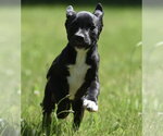 Small #7 Shepradors