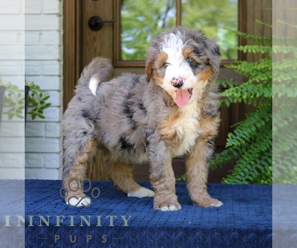 Medium Photo #1 Bernedoodle (Miniature) Puppy For Sale in NARVON, PA, USA