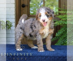 Bernedoodle (Miniature) Puppy for sale in NARVON, PA, USA