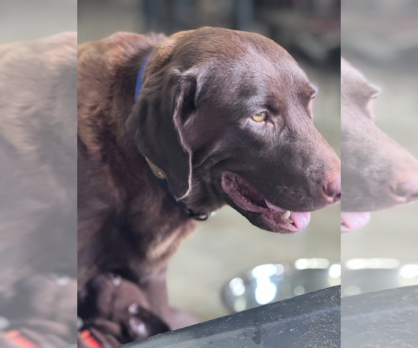 Medium Photo #1 Labrador Retriever Puppy For Sale in PIERSON, FL, USA