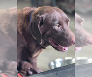 Mother of the Labrador Retriever puppies born on 05/18/2025
