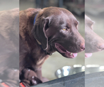 Small Photo #1 Labrador Retriever Puppy For Sale in PIERSON, FL, USA