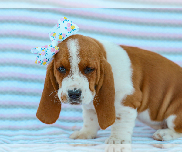 Medium Photo #4 Basset Hound Puppy For Sale in LIBERTY, KY, USA