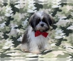 Small Photo #8 Havanese Puppy For Sale in LAKELAND, FL, USA