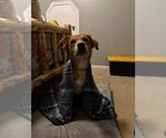 Small Photo #6 Labrador Retriever-Unknown Mix Puppy For Sale in Stephens City, VA, USA