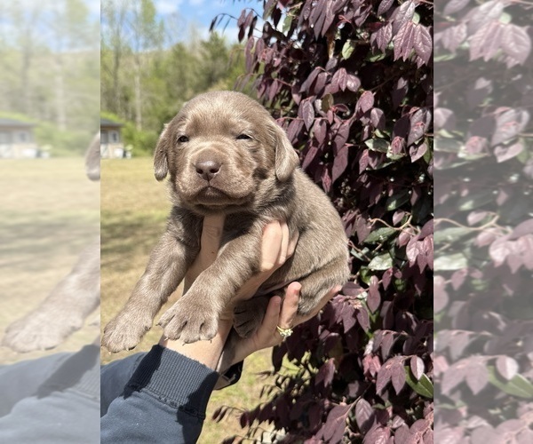 Medium Photo #2 Labrador Retriever Puppy For Sale in CLINTON, SC, USA