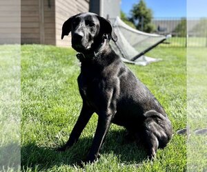 Great Dane-Labrador Retriever Mix Dogs for adoption in Mooresville, NC, USA