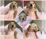 Small Photo #1 Golden Retriever Puppy For Sale in SUGAR LAND, TX, USA