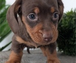 Small #16 Dachshund
