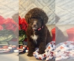 Small #5 F2 Aussiedoodle