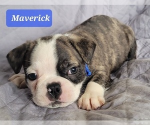 Boston Terrier Puppy for sale in POMEROY, OH, USA