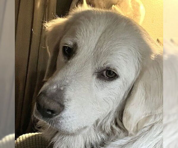 Medium Photo #1 Great Pyrenees-Unknown Mix Puppy For Sale in Dallas, TX, USA