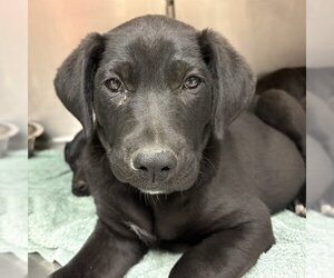 Labrador Retriever-Unknown Mix Dogs for adoption in Rancho Cucamonga, CA, USA
