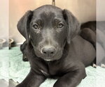 Small Labrador Retriever Mix