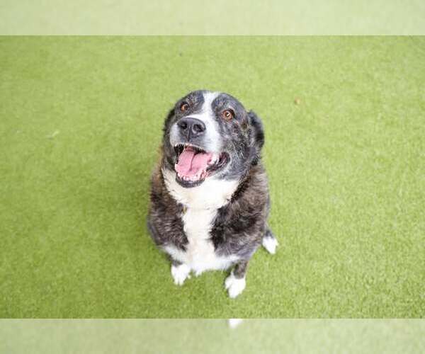 Medium Photo #1 Collie-Unknown Mix Puppy For Sale in Waco, TX, USA