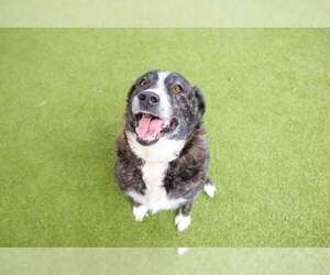 Collie-Unknown Mix Dogs for adoption in Waco, TX, USA