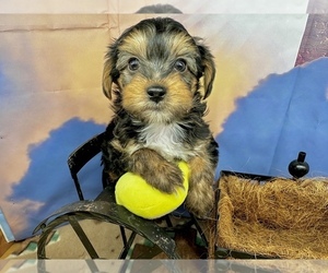 YorkiePoo Puppy for Sale in CASSVILLE, Missouri USA