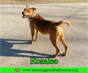 Rosalee - Female Chow Chow-Unknown Mix Dog for Adoption - Photo #10
