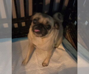 Pug Dogs for adoption in San Antonio, TX, USA