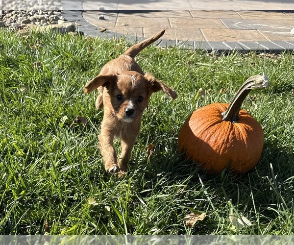 Medium Photo #2 Cavalier King Charles Spaniel Puppy For Sale in ALLIANCE, OH, USA