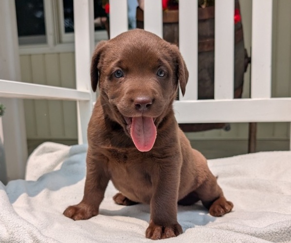 Medium Photo #26 Labrador Retriever Puppy For Sale in GOSHEN, IN, USA