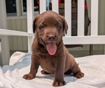 Puppy Macy Labrador Retriever