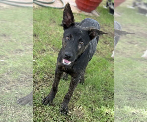 Medium Photo #1 Holland Shepherd-Unknown Mix Puppy For Sale in Phoenix, AZ, USA