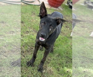 Holland Shepherd-Unknown Mix Dogs for adoption in Phoenix, AZ, USA
