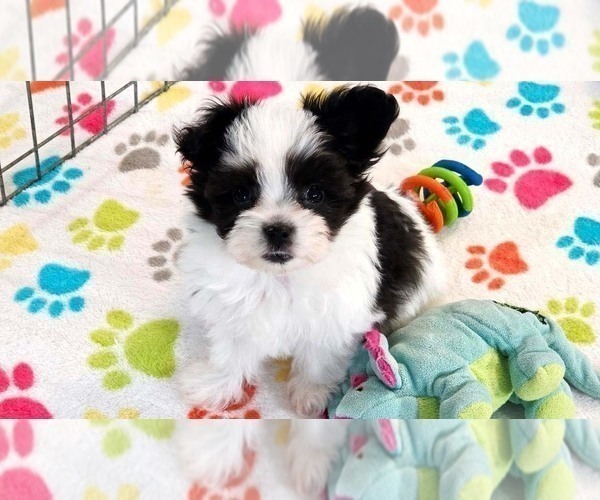 Medium Photo #10 Papitese Puppy For Sale in ORO VALLEY, AZ, USA