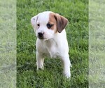 Small Photo #1 Puggle Puppy For Sale in FREDERICKSBG, OH, USA